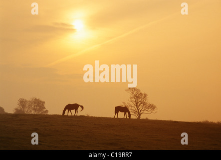 Pferde bei Sonnenuntergang, Shannon, Irland Stockfoto