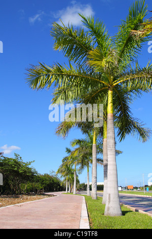 Royal Palm Bäume Zeile im tropischen Garten Straße in Mexiko Stockfoto