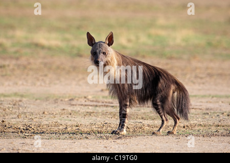 Braune Hyäne (zerbeissen Brunnea), Kgalagadi Transfrontier Park, Südafrika Stockfoto