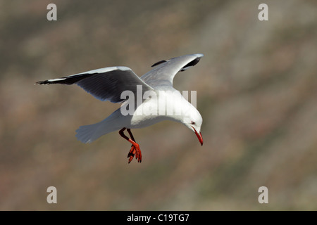 Ein Hartlaub Möwe (Larus Hartlaubii) während des Fluges, Südafrika Stockfoto