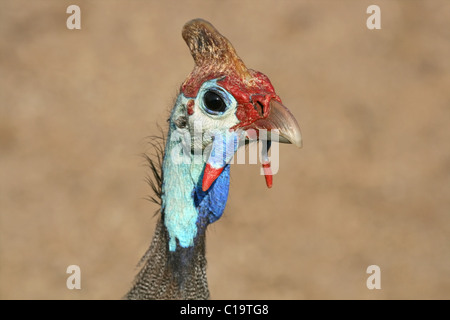 Close-up Portrait von einem behelmten Perlhühner (Numida Meleagris), Südafrika Stockfoto