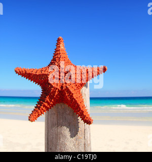 schönen karibischen Seestern am Strand von Holz Pol Stockfoto