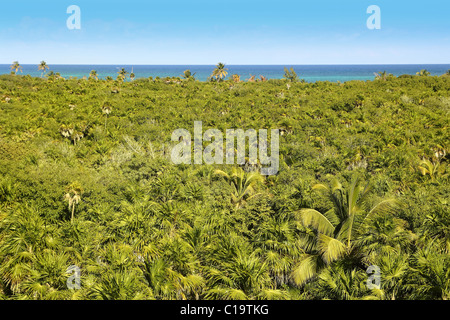 tropischer Palmen Baum Dschungel in Sian Kaan in der Nähe von Tulum Stockfoto