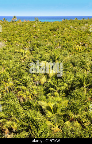 tropischer Palmen Baum Dschungel in Sian Kaan in der Nähe von Tulum Stockfoto