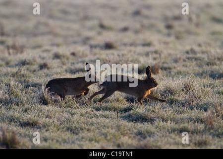 Ein paar braune Hasen (Lepus Europaeus) jagen über einem frostigen Feld, Norfolk, England Stockfoto