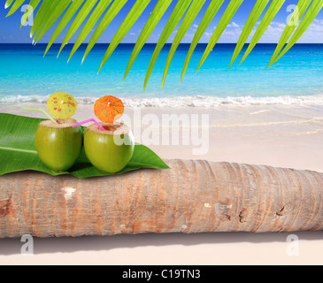 Kokos-Cocktails auf Palm Baumstamm in türkisfarbenen karibischen Strand Stockfoto