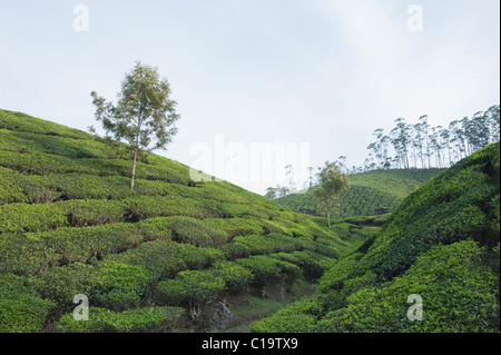 Tee-Plantage und Baum, Munnar, Idukki, Kerala, Indien Stockfoto