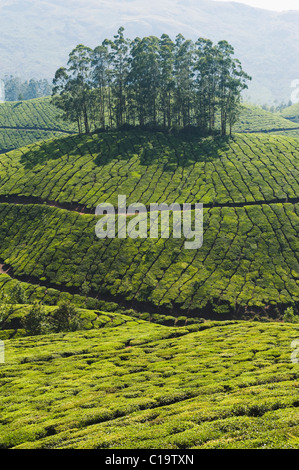 Tee-Plantage, Devikulam, Munnar, Idukki, Kerala, Indien Stockfoto