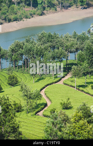 Teeplantage, Munnar, Idukki, Kerala, Indien Stockfoto