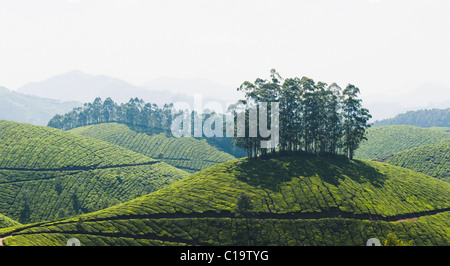 Tee-Plantage, Devikulam, Munnar, Idukki, Kerala, Indien Stockfoto