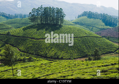 Tee-Plantage, Devikulam, Munnar, Idukki, Kerala, Indien Stockfoto