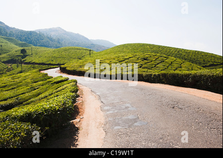 Straße durch Teeplantagen, Munnar, Idukki, Kerala, Indien Stockfoto