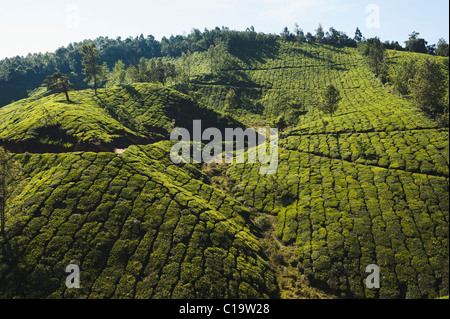 Teeplantage, Munnar, Idukki, Kerala, Indien Stockfoto