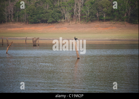 Vogel auf einem toten Baum in einem See, Sitzstangen, Thekkady See, Thekkady, Periyar Nationalpark, Kerala, Indien Stockfoto