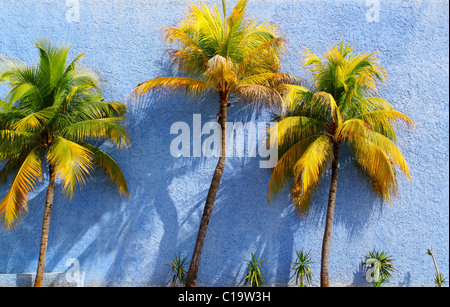 Kokosnuss-Palmen über blaue Wand Sonne Schatten tropisches Klima Stockfoto