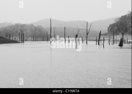 Hölzernen Pfosten und tote Bäume in einem See, Thekkady See, Thekkady, Periyar Nationalpark, Kerala, Indien Stockfoto