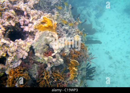 Korallenriff im Mayan Riviera Cancun Mexiko unter Wasser Stockfoto