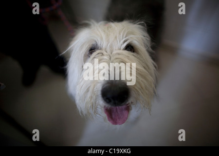 Porträt von einem Old English Sheepdog in einem Haustier-Krankenhaus in Condesa, Mexiko-Stadt, Mexiko, 31. Januar 2011. Stockfoto