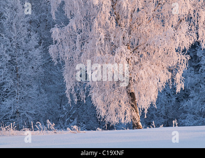 Einsame Birke in herrlichen Rauhreif bei Sonnenuntergang. Helles rosa Licht. Stockfoto