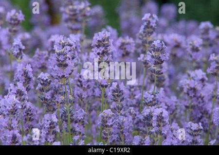 Lavandula Angustifolia (Lavendel Hidcote). West Sussex, UK. Juni. Stockfoto