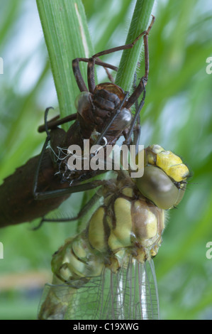 Southern Hawker, Libelle, Aeshna cyanea, neu von Larven Fall entstanden, exuvia. Woolbeding Gemeinsame, West Sussex, UK. Juli. Stockfoto