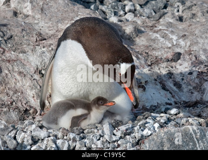 Gentoo Penguin (Pygoscelis Papua) und zwei Küken im Nest, Port Lockroy, antarktische Halbinsel Stockfoto