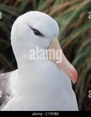 Black-Browed Albatrosse (Thalassarche Melanophrys), West Point Island, Falkland Stockfoto