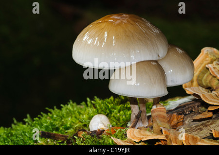 Kleine Gruppe von drei Pilze mitten im Urbasa Wald, Navarra, Spanien Stockfoto