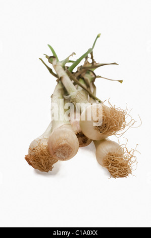 Nahaufnahme von Frühlingszwiebeln Stockfoto