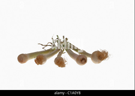 Nahaufnahme von Frühlingszwiebeln Stockfoto