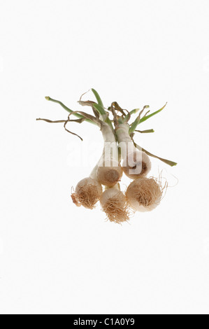 Nahaufnahme von Frühlingszwiebeln Stockfoto