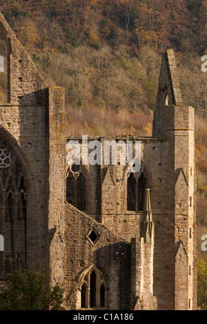 Ruinen von Tintern Abbey in Tintern, Monmouthshire, Wales, UK Stockfoto