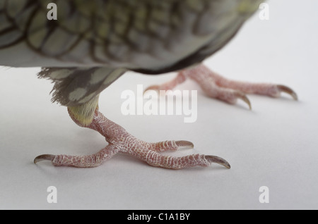 Die trockene schuppige Kralle eine weibliche Perle Nymphensittich Vogelfuß Nahaufnahme Stockfoto