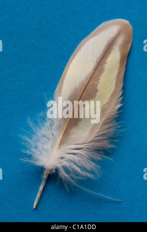 Einzelne Perle Nymphensittich Vogelfeder auf blauem Hintergrund Stockfoto