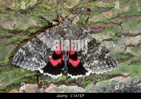 Rot Underwing Motte (Catocala Nupta) auf Baumrinde, Belgien Stockfoto