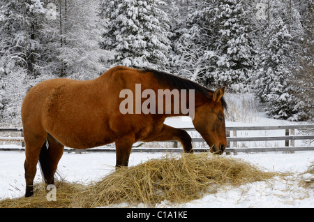 Bucht Viertelpferd scharren Heu während Weiden stellte sich heraus in einem Paddock im Winter an einem verschneiten Wald in Ontario Kanada Stockfoto