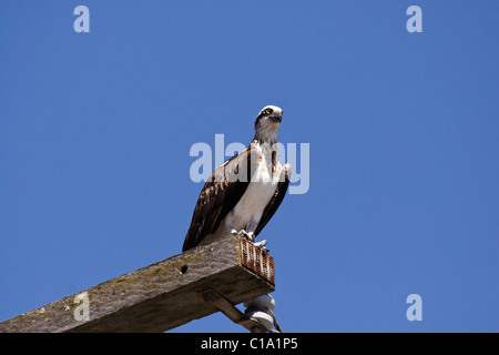 Osprey Stockfoto