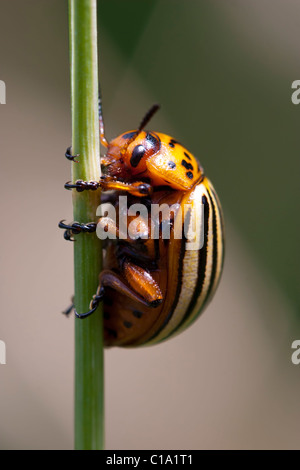 Colorado Potato Bug Käfer Insekt Stockfoto