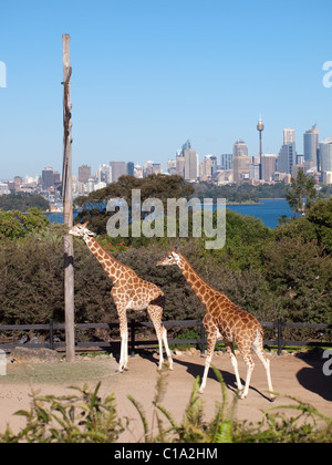 Ein paar Giraffen im Taronga Zoo mit der Skyline von Sydney, Australien, im Hintergrund. Stockfoto