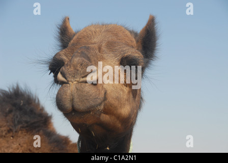 Dunklen Wüste Kamel in das leere Viertel, südlichen Oman Stockfoto
