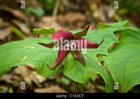 Rote Trilium (Trilium Erectum), Natural Bridge State Park, Kentucky, USA Stockfoto