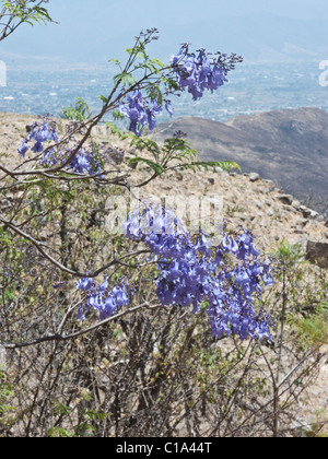 schöne blaue Jacaranda blüht am Hang unterhalb der Ruinen der alten Zapoteken Hauptstadt Monte Alban Mexico city Stockfoto