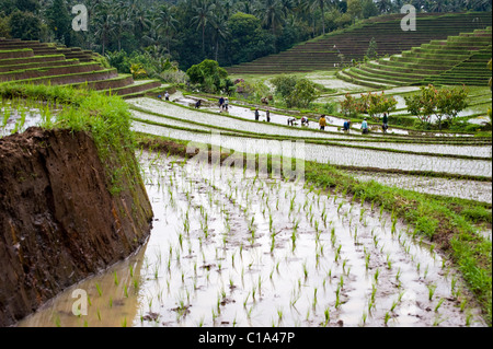 Feldarbeiter Pflanzen eine neue Reisernte von Hand in die dramatische und schönen Gegend von Belimbing, Bali, Indonesien. Stockfoto