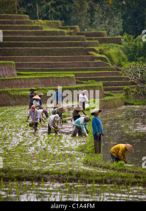 Arbeitnehmer im Belimbing, Bali, Indonesien, Anlage neuer Reis in überfluteten Felder in einer der schönsten Gegenden der Insel. Stockfoto