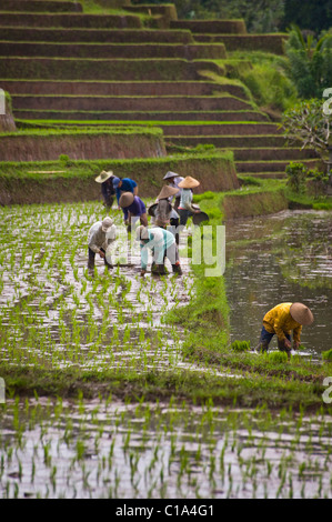 Arbeitnehmer im Belimbing, Bali, Indonesien, Anlage neuer Reis in überfluteten Felder in einer der schönsten Gegenden der Insel. Stockfoto