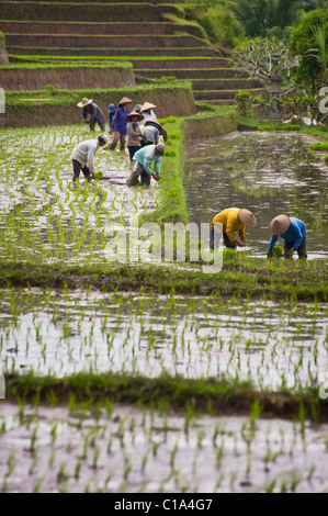 Arbeitnehmer im Belimbing, Bali, Indonesien, Anlage neuer Reis in überfluteten Felder in einer der schönsten Gegenden der Insel. Stockfoto