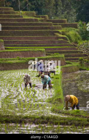 Arbeitnehmer im Belimbing, Bali, Indonesien, Anlage neuer Reis in überfluteten Felder in einer der schönsten Gegenden der Insel. Stockfoto