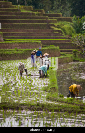 Arbeitnehmer im Belimbing, Bali, Indonesien, Anlage neuer Reis in überfluteten Felder in einer der schönsten Gegenden der Insel. Stockfoto