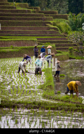 Arbeitnehmer im Belimbing, Bali, Indonesien, Anlage neuer Reis in überfluteten Felder in einer der schönsten Gegenden der Insel. Stockfoto