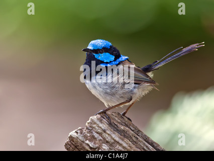 Hervorragende Fairy Wren Stockfoto